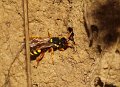 17 cf kortsprietwespbij Nomada fucata f Stalberg De Hamert_resize